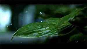 corporate video agricultural investment